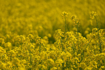 field of yellow flowers