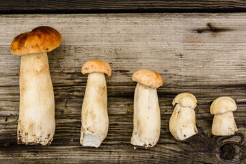 Freshly picked porcini mushrooms on a rustic wooden table. Top view