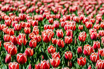 Blooming tulips in flower bed at the city park