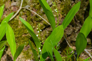 Lily of the valley (Convallaria majalis) in blossom