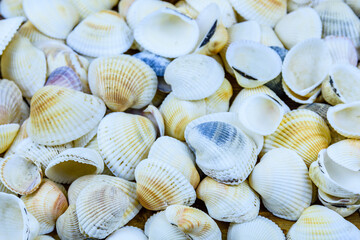 Background of the many sea shells. Natural pattern