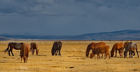 Russia. South of Western Siberia, Mountain Altai. A small herd of horses grazing peacefully in the...