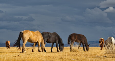 Fototapeta premium Russia. South of Western Siberia, Mountain Altai. A small herd of horses grazing peacefully in the steppe against the background of a cloudy dark sky at sunset.