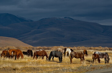 Naklejka premium Russia. South of Western Siberia, Mountain Altai. A small herd of horses grazing peacefully in the steppe against the background of a cloudy dark sky at sunset.