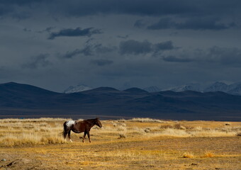 Russia. South of Western Siberia, Mountain Altai. A small herd of horses grazing peacefully in the steppe against the background of a cloudy dark sky at sunset.
