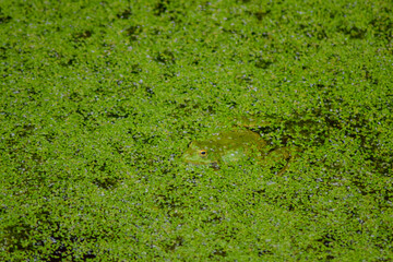 Frog hiding in the swamp