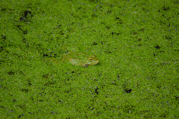 Frog hiding in the swamp