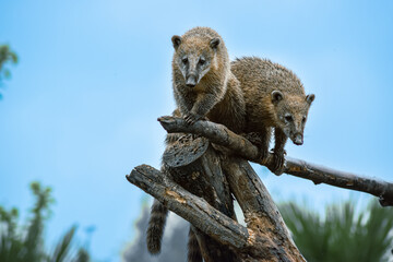 Cute Badger animal on trees