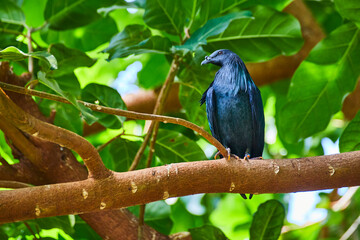 Iridescent Blue Starling Perched in Lush Forest, Eye-Level View
