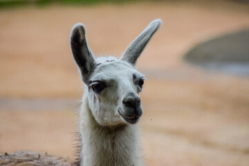 Obraz premium Llama spitting animal in nature