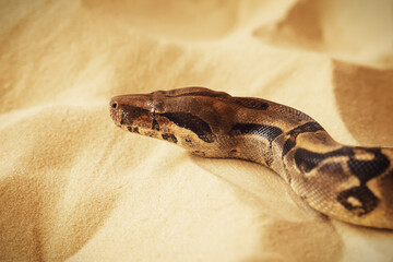 This is an image of a boa constrictor snake on the sand