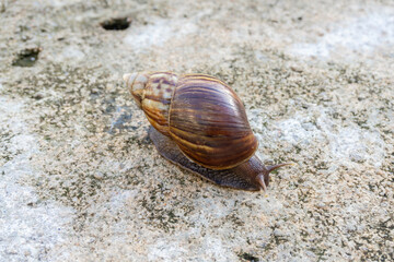 The snail or Latin name Lissachatina fulica is a land snail that belongs to the Achatinidae family. giant African land snails that move slowly on concrete