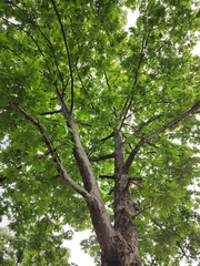 Acer (Maple) tree in spring