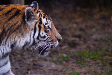 Dangerous handsome tiger in nature