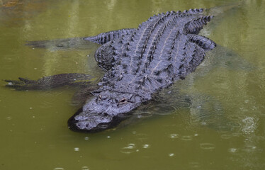 Dangerous crocodile waiting under water