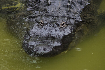 Dangerous crocodile waiting under water