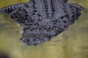 Naklejka premium Dangerous crocodile waiting under water