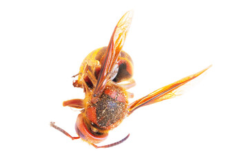 Hornet isolated. Close-up of a European Hornet (Vespa crabro). Clipping path. Front view. Macro.
