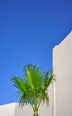Palm tree against a building and the blue sky, selective focus.