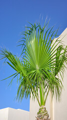 Palm tree against a building and the blue sky, selective focus.