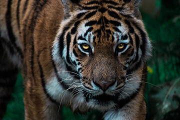 Dangerous handsome tiger in nature