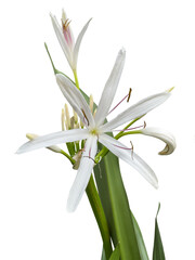 Crinum asiaticum flowers, adorning gardens on the city's sidewalks, commonly known as poisonous bulb, giant crinum lily, grand crinum lily or spider lily.