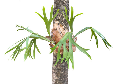 Platycerium bifurcatum also called deer antler, elkhorn fern or common staghorn fern plant clinging and decorating a tree on the street.