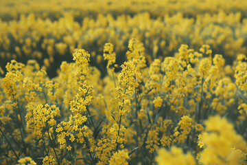 Obraz premium Field of yellow canola flowers in the summer.