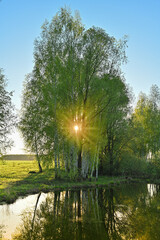 The sun brightly shines through the crooked branches of a majestic green tree