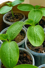 cucumber seedlings in a container. Close-up, selective focus.