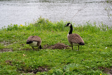 Two goose in nature by the river