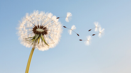 Obraz premium Dandelion in the wind at sunset against a clear blue sky