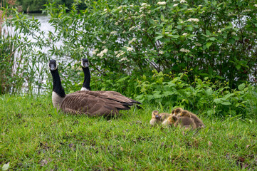 Wild Goose  with chicks  on the meadow