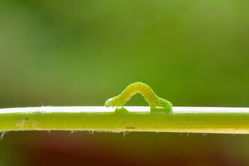 Green caterpillar on a plant stem