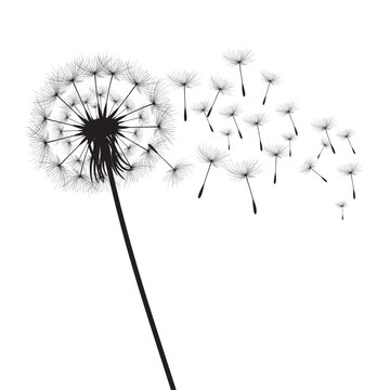 recommend clip art: Vector illustration dandelion time. Black Dandelion seeds blowing in the wind. The wind inflates a dandelion isolated on white background.