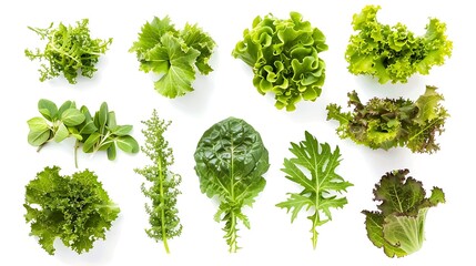 A collection of fresh green lettuce leaves, their crisp texture and refreshing flavor isolated on a spotless white backdrop. - Powered by Adobe