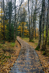 Obraz premium Wooden path in the Black Moor after a rain in autumn