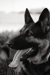 German shepherd smiling on outdoors