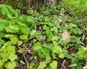 Mitella diphylla (Two-leaf Miterwort) Native Woodland Wildflower of North America