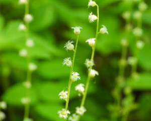 Mitella diphylla (Two-leaf Miterwort) Native Woodland Wildflower of North America