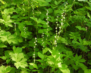 Mitella diphylla (Two-leaf Miterwort) Native Woodland Wildflower of North America