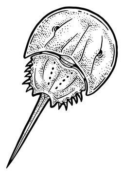 recommend clip art: Xiphosura horseshoe crab sketch engraving PNG illustration. T-shirt apparel print design. Scratch board imitation. Black and white hand drawn image.