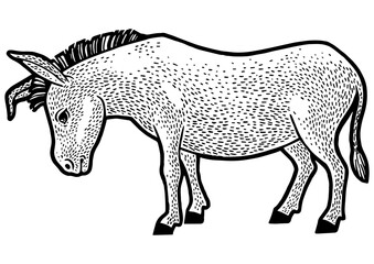 sad tired donkey sketch engraving PNG illustration. T-shirt apparel print design. Scratch board imitation. Black and white hand drawn image.