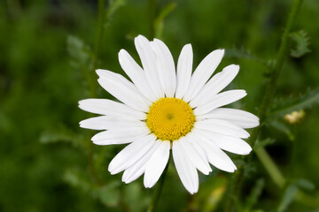 Obraz premium Early flowering ox eye daisy (Leucanthemum vulgare 'Maikönigin')