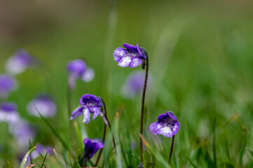Pinguicula vulgaris common butterworth perennial carnivorous flowers in bloom, purple blue small flowering plant in grass