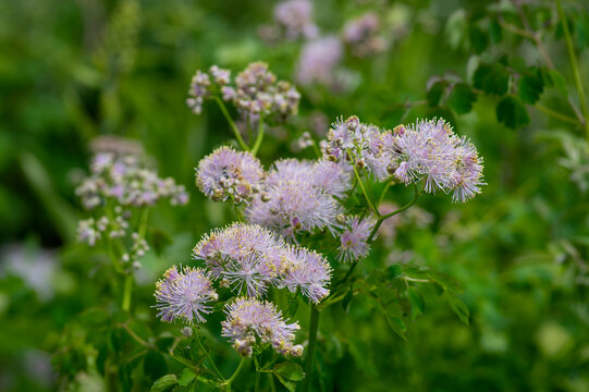 Thalictrum aquilegiifolium siberian columbine meadow-rue pink flowers in bloom, wild alpine flowering plant