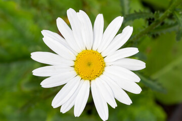 Obraz premium Early flowering ox eye daisy (Leucanthemum vulgare 'Maikönigin')