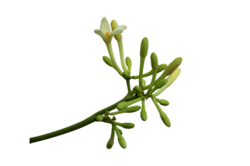 close up of male papaya flowers isolated on transparent background png