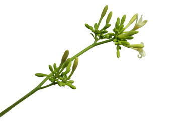 Obraz premium close up of male papaya flowers isolated on transparent background png