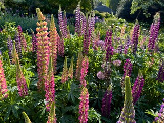 Colorful allium, and lupine blossoms  in a graden in salem, Oregon